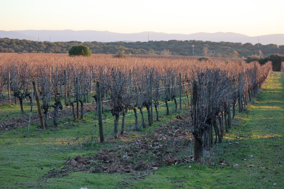 Allegrini vineyard rows sunrise Fumane