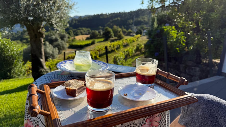 Valpolicella vineyard afternoon vines