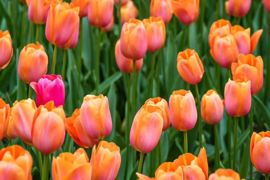 Massive aus eng stehenden orange‑ und rosa Tulpen, eine leuchtend rosa Blüte