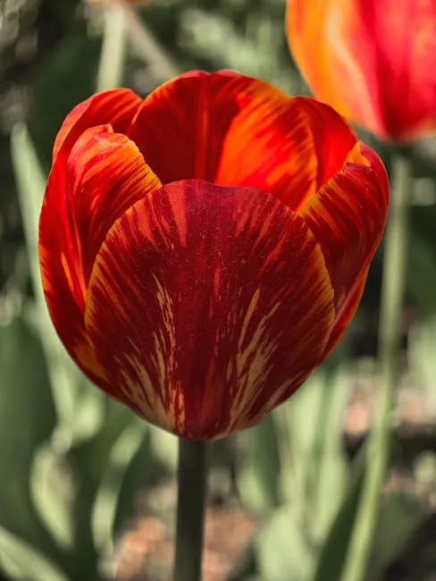 Gros plan d'une tulipe rouge et jaune aux pétales veloutés