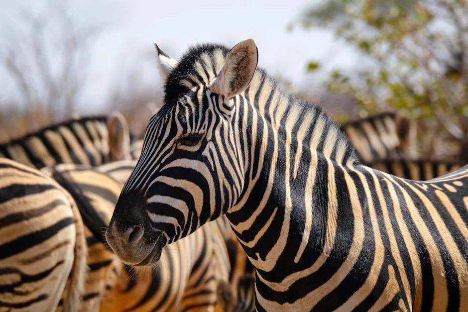 Zèbre rayé au premier plan, troupeau derrière dans le zoo près de Vérone