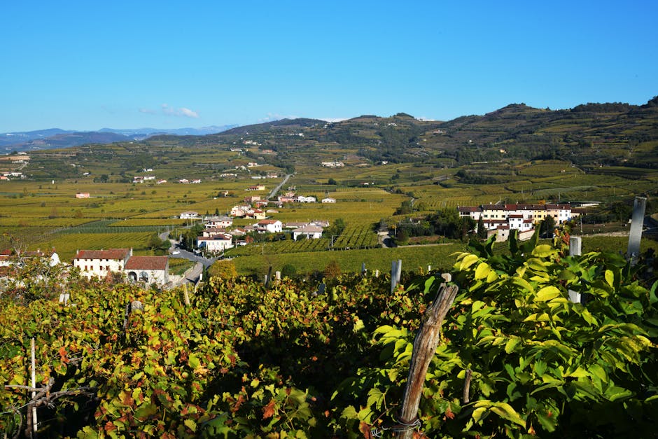 Soave vineyards and castle sunset