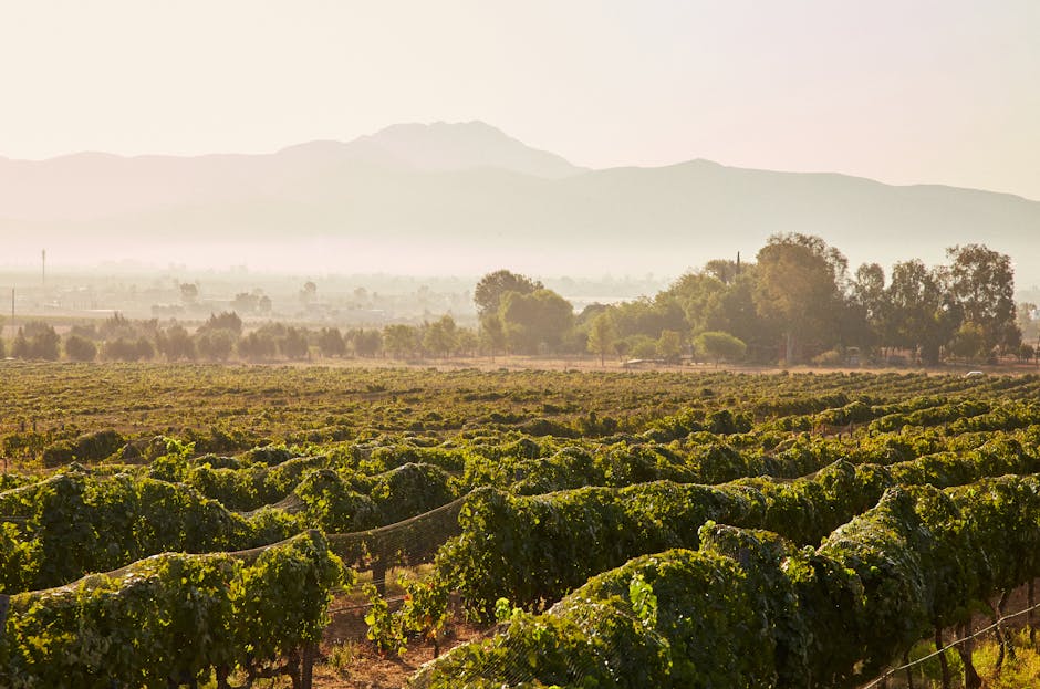 Valpolicella vineyard rows morning