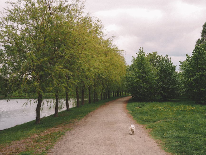 Chemin bordant l'Adige à Vérone avec petit chien blanc courant