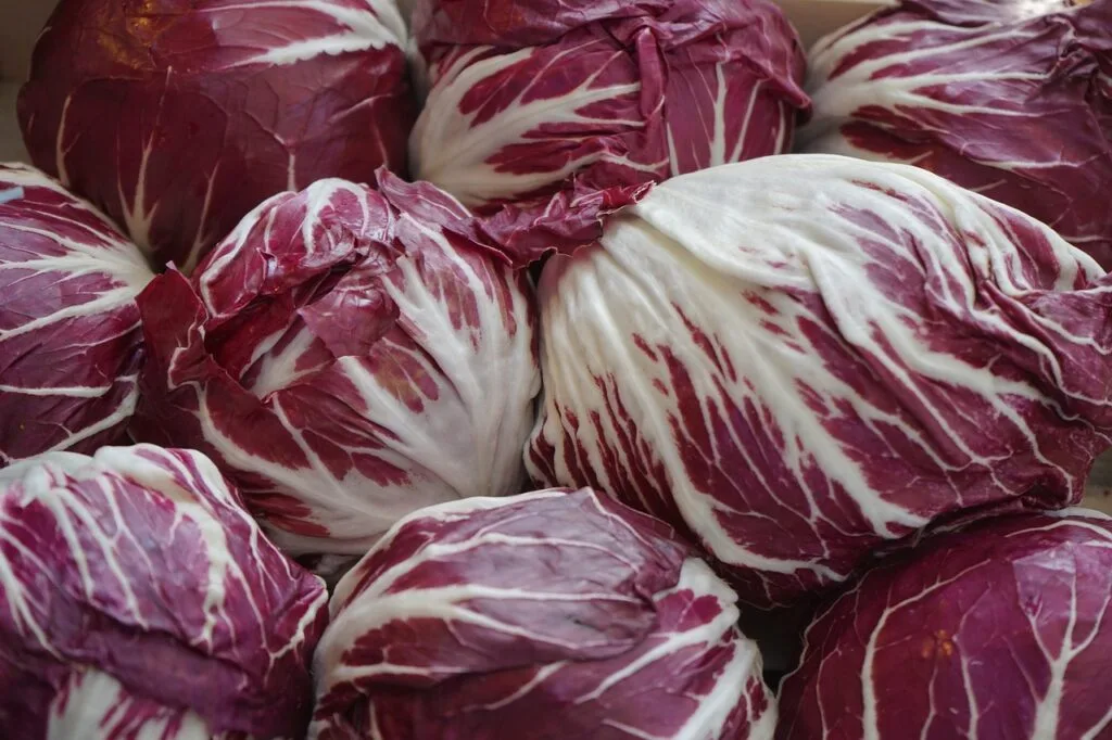 Têtes de radicchio rouge et blanc prêtes au marché